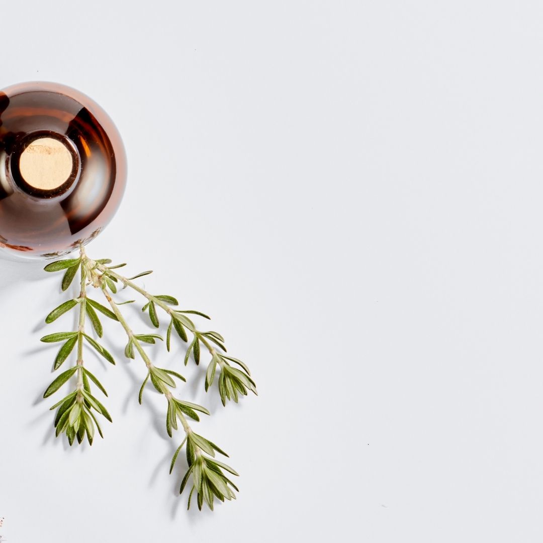 The Healing Properties of Fynbos: A Guide to South Africa's Indigenous Plants