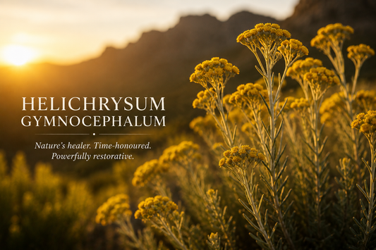 Helichrysum Gymnocephalum: Nature's Golden Healing Flower