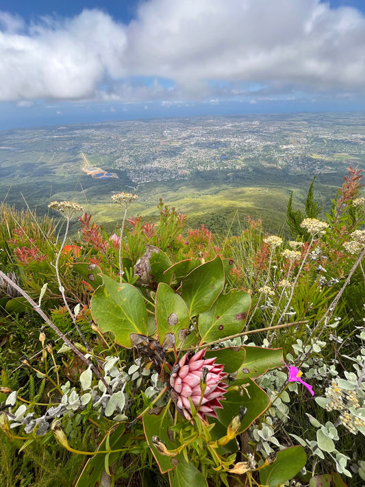 fynbos