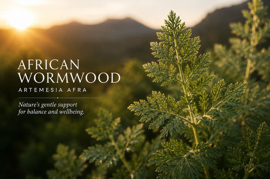 The Healing Power of African Wormwood Artemesia Afra