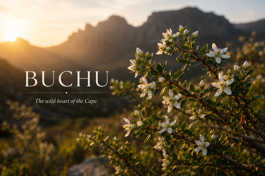 Buchu: South Africa's Most Remarkable Botanical Secret