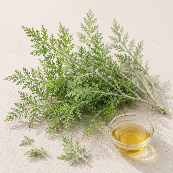 African Wormwood